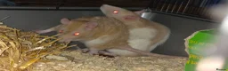 Rat rodents for sale: 2 female rats  - Advert 1