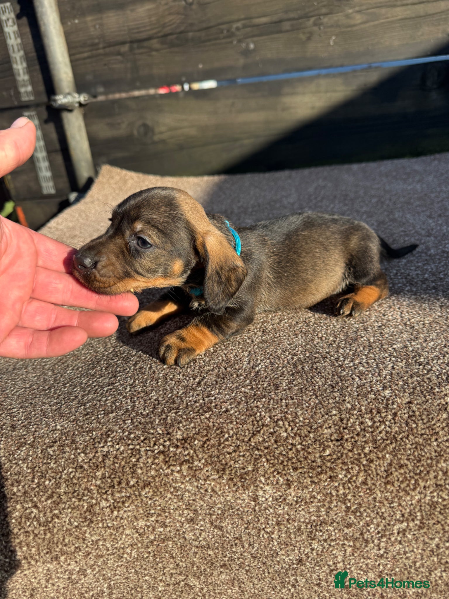 Dachshund dogs Teckel pups  - Advert 2