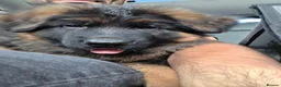 German Shepherd dogs for sale: Long hair German Shepherd puppy full health tests - Advert 6