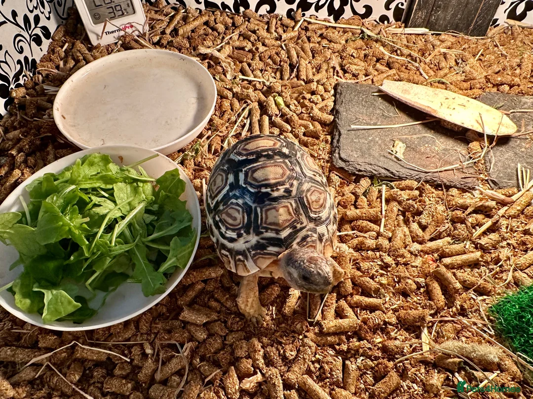 Tortoise reptiles for sale: Leopard Tortoise With Table and Lights etc - Advert 2
