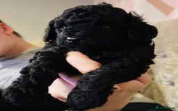 Toy Poodle dogs for sale: 2 beautiful toy poodle puppies READY NOW  - Image 2