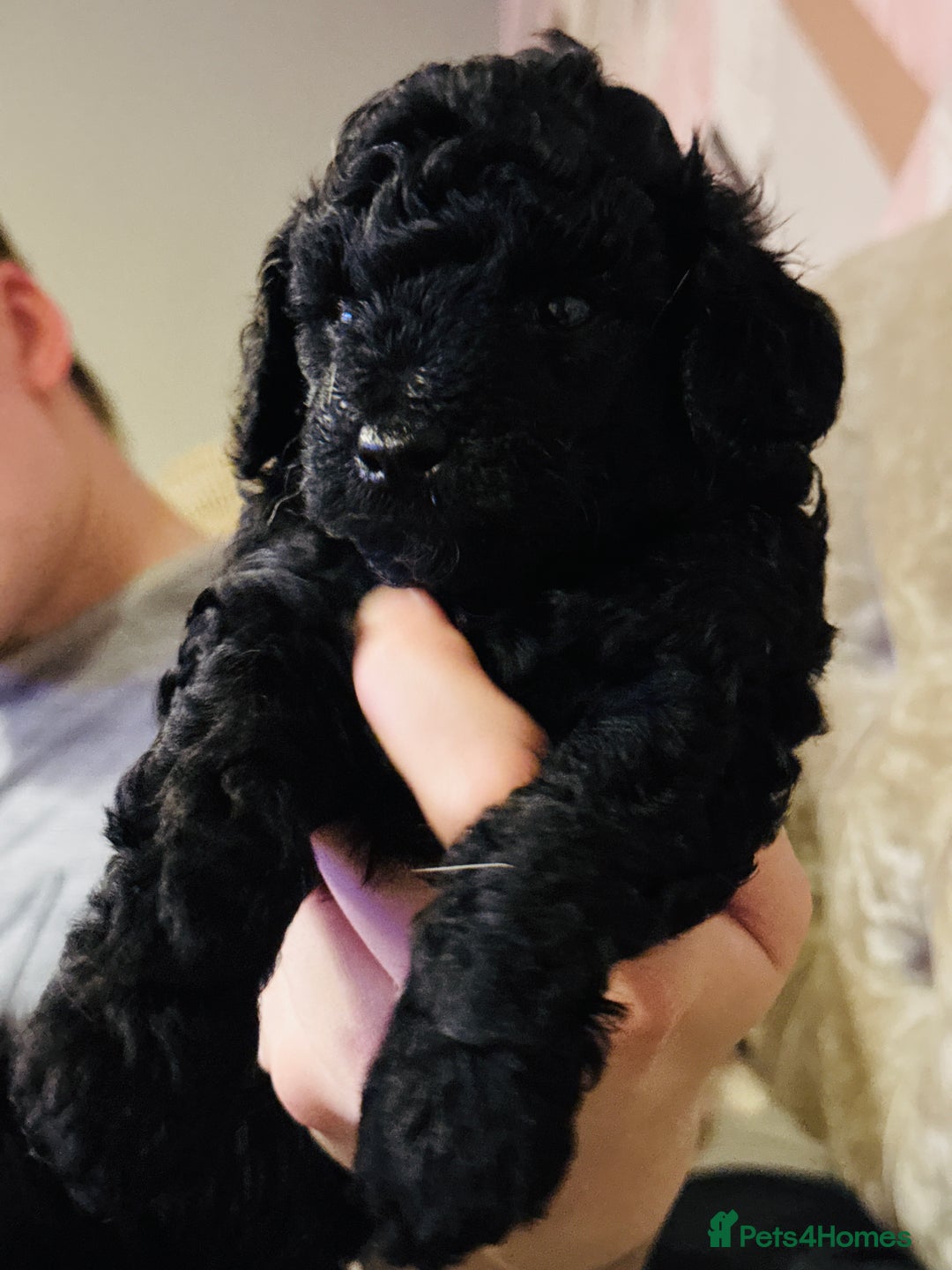 Toy Poodle dogs for sale: 2 beautiful toy poodle puppies READY NOW  - Image 2