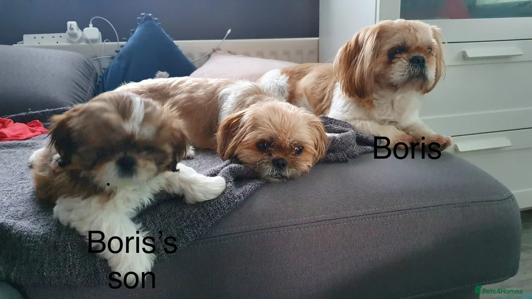 Shih Tzu dogs for stud: Shih tzu for stud in Newcastle upon Tyne - Advert 6