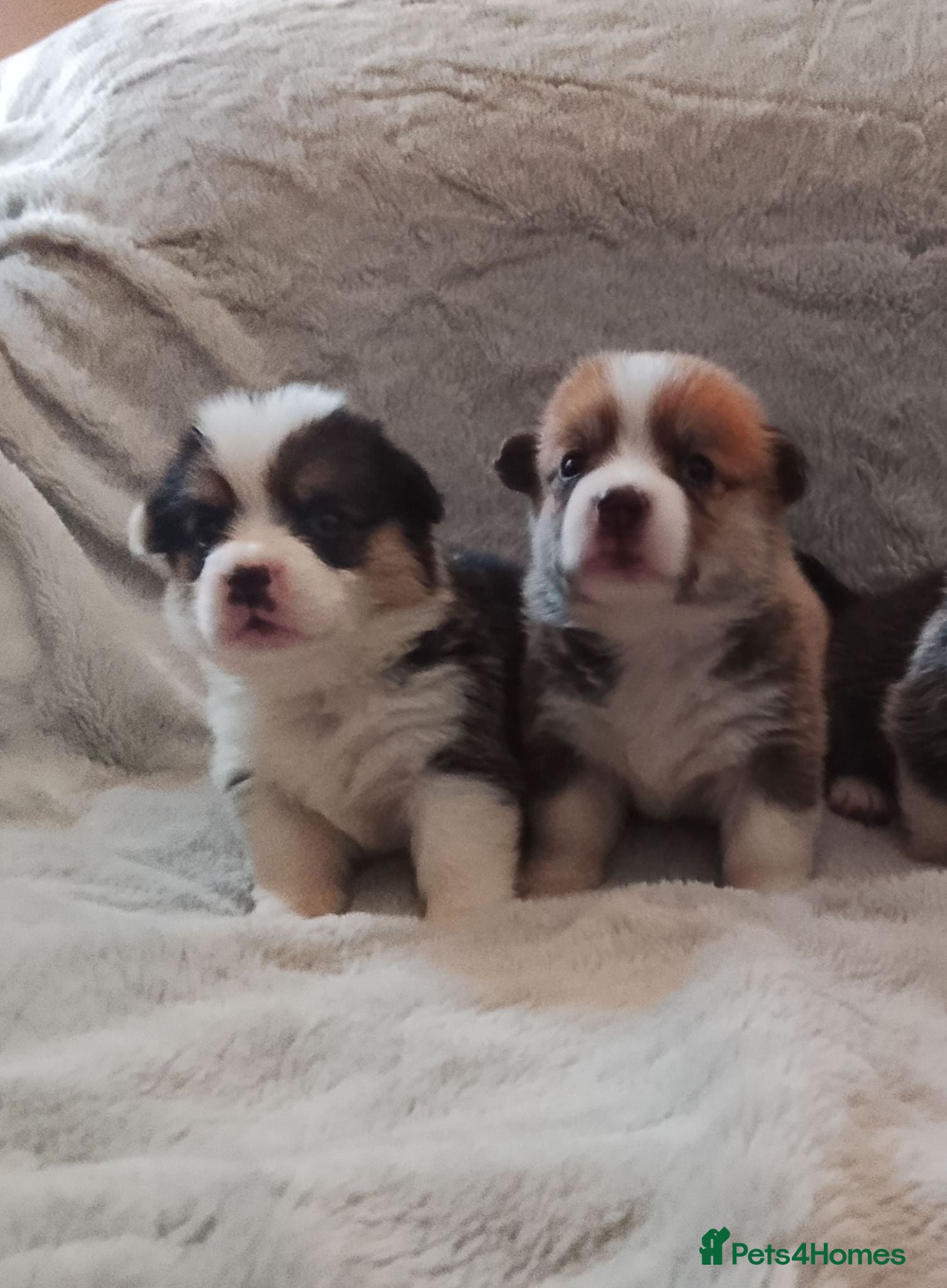 Welsh Corgi Pembroke dogs KC registered health tested parents  - Advert 15