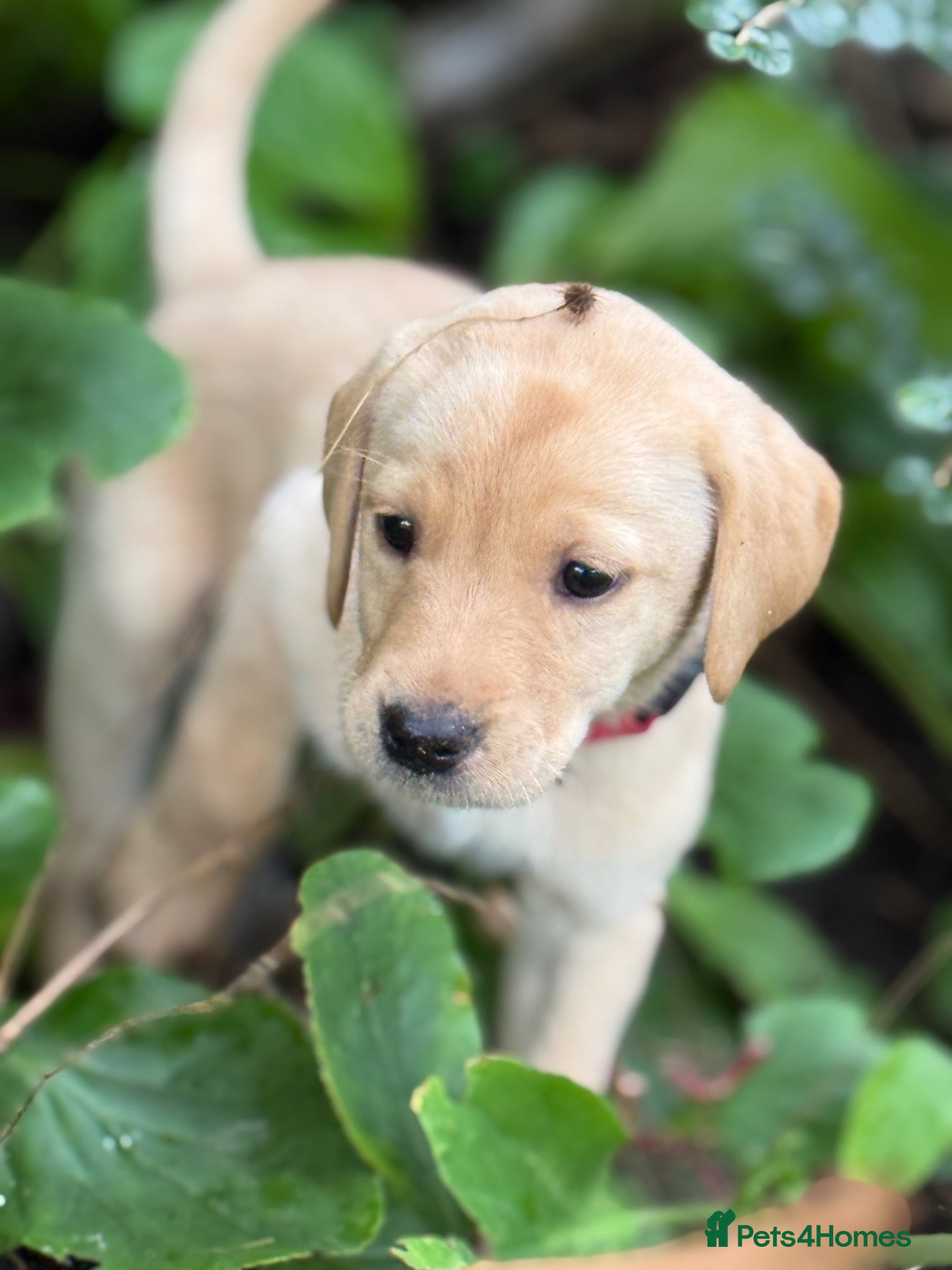 Labrador Retriever dogs **Last 2 Girls available** Labrador Puppies - Advert 12