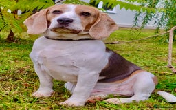 Beagle dogs for adoption: Charlie - the Beagle - Image 3