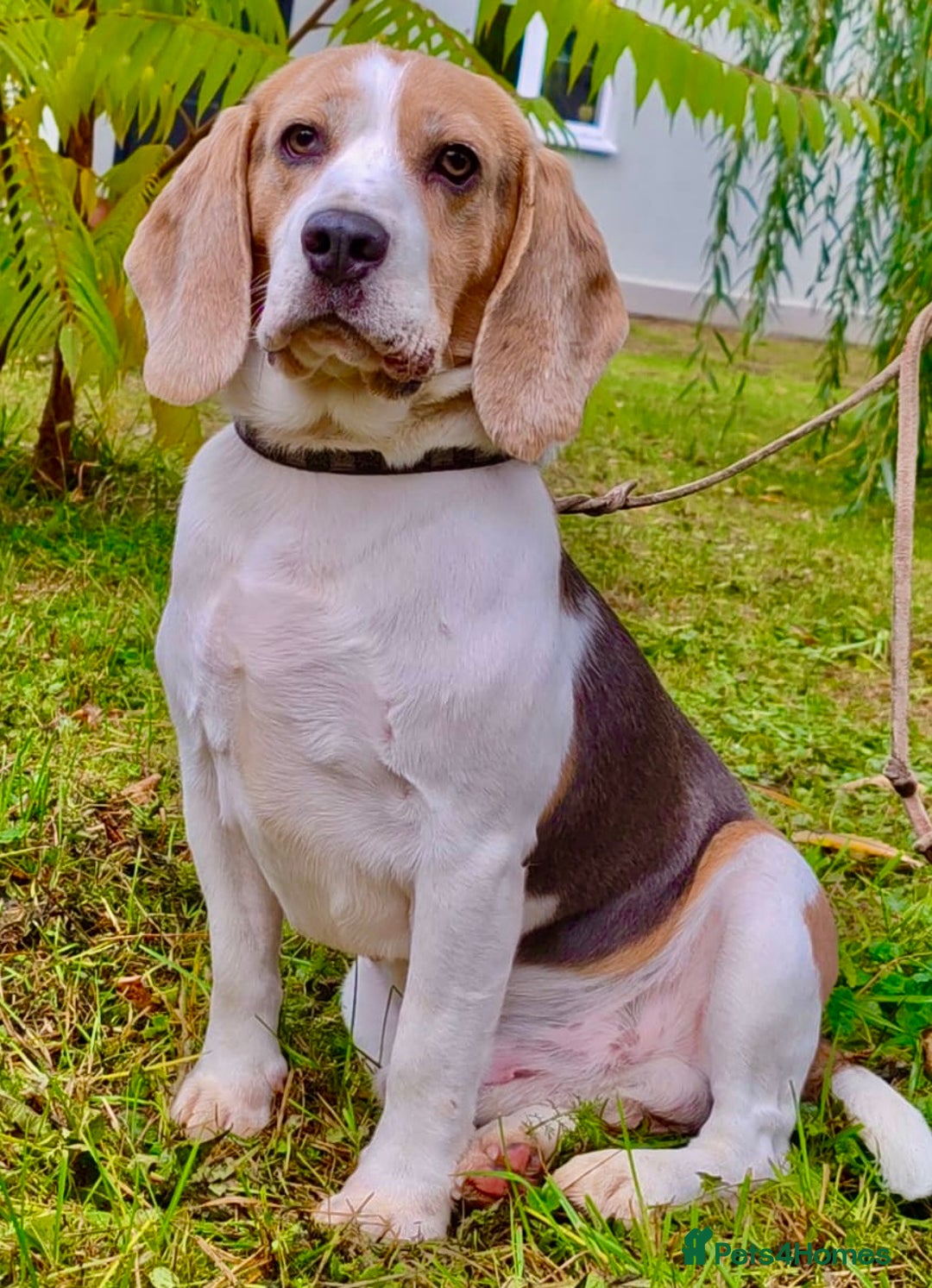 Beagle dogs for adoption: Charlie - the Beagle - Image 3