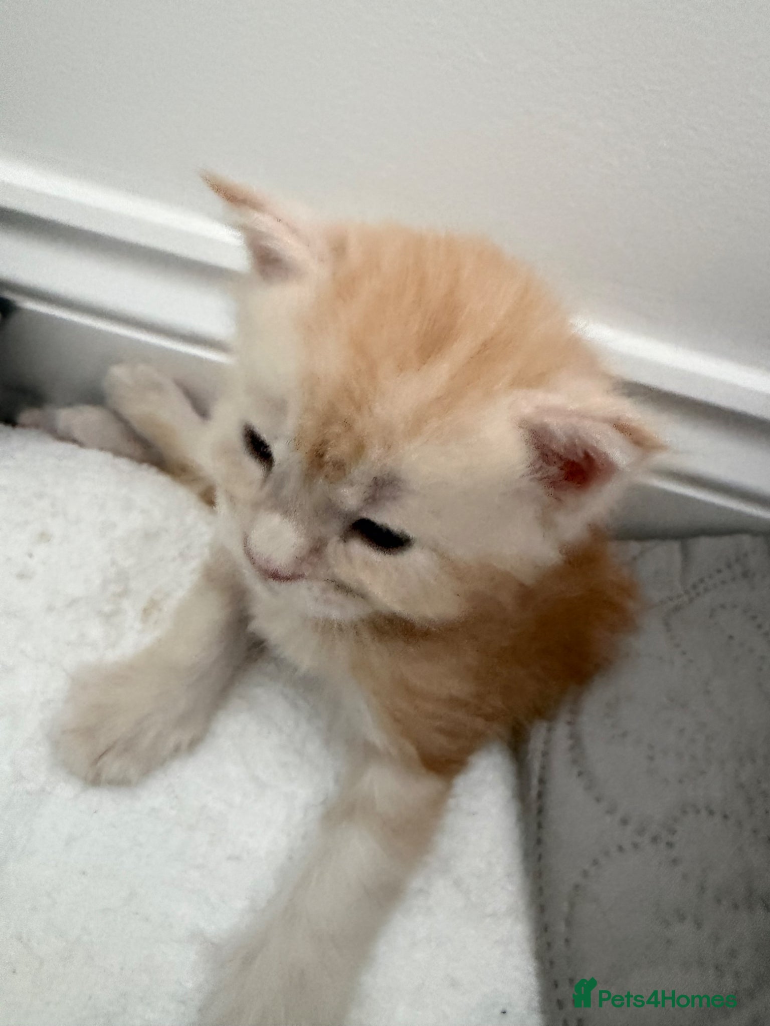 Maine Coon cats for sale: Maine Coon Kittens for sale (Surrey location) in Esher - Advert 4