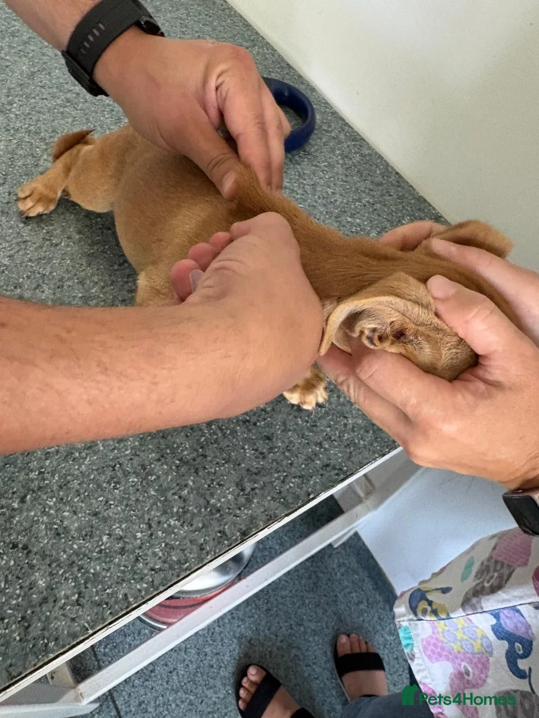 Mixed Breed dogs for adoption: 🧡🐾BETTY — A TINY GIRL LOOKING FOR A BIG LOVE🐾🧡 in Nottingham - Advert 2
