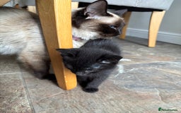 Russian Blue cats for sale: Russian Blue x Ragdoll Kittens - Image 6