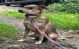 Mixed Breed dogs for adoption: Minnie - Norwich Norfolk  - Image 5