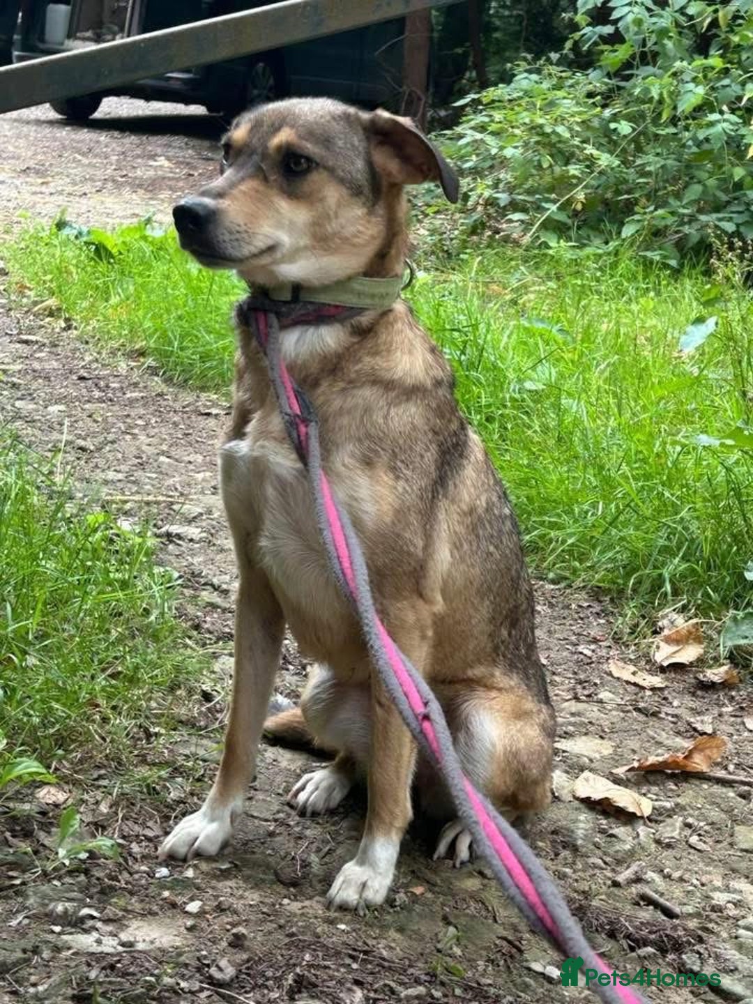 Mixed Breed dogs for adoption: Minnie - Norwich Norfolk  - Image 5