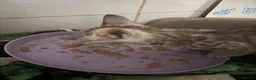 Bengal cats for sale: Stunning Silver boys  - Advert 7