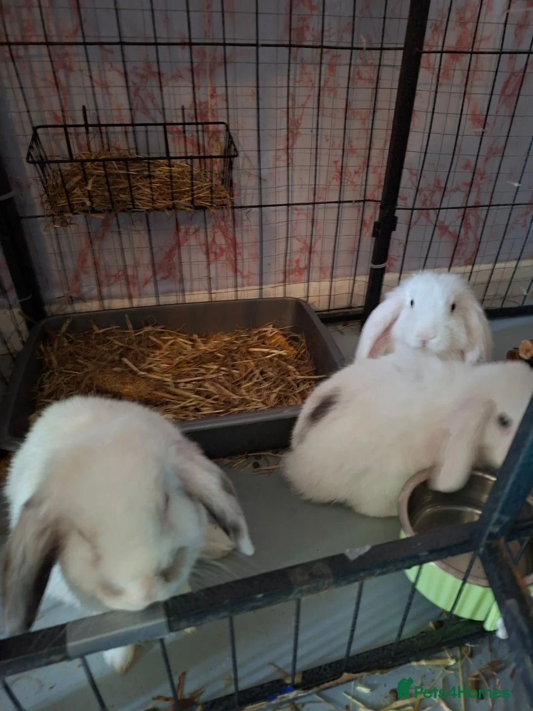 Mixed Breed rabbits for sale: Mixed dwarf lops/blanc de hotot in Derby - Advert 2