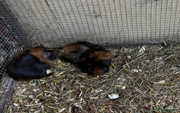 Guinea Pig rodents for sale: Baby guinea Pigs for sale - Image 3