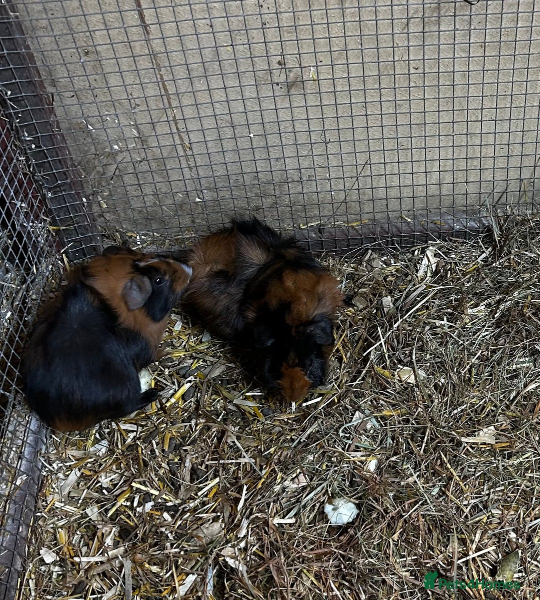 Guinea Pig rodents for sale: Baby guinea Pigs for sale - Image 3