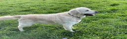 Golden Retriever dogs for sale: KC reg Golden retriever puppies 5* licence - Advert 34