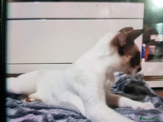 Oriental cats Oriental kittens - Advert 14