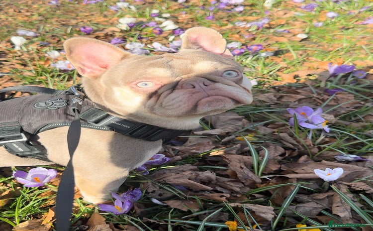 French Bulldog dogs - Advert 8