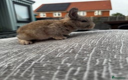 Mini Lop rabbits for sale: Mini Lop Babies ready to reserve - Image 4