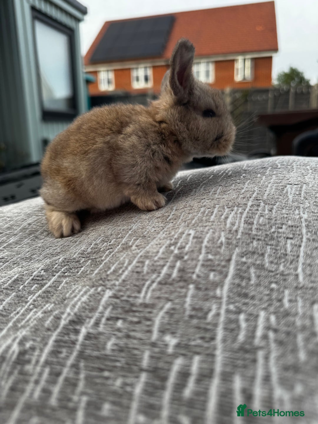 Mini Lop rabbits for sale: Mini Lop Babies ready to reserve - Image 4