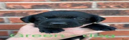 Labrador Retriever dogs for sale: Black KC working Labrador puppies in Shrewsbury - Advert 5