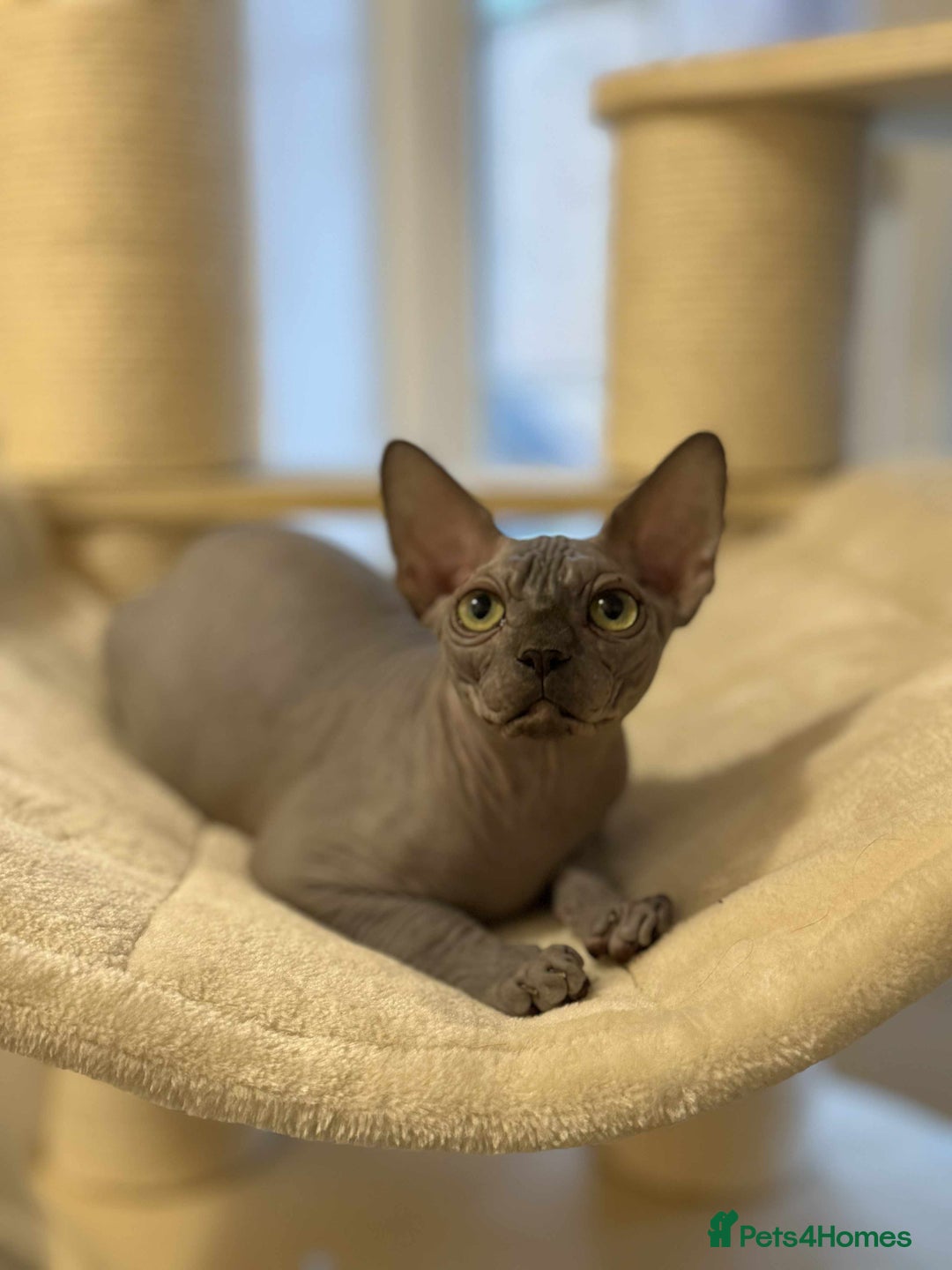 Sphynx cats for sale: Emaidacanadiansphynx - Advert 3