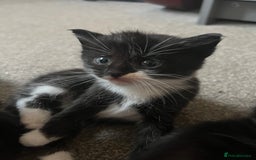 Mixed Breed cats for sale: Black and white Mixed breed kittens - Image 4