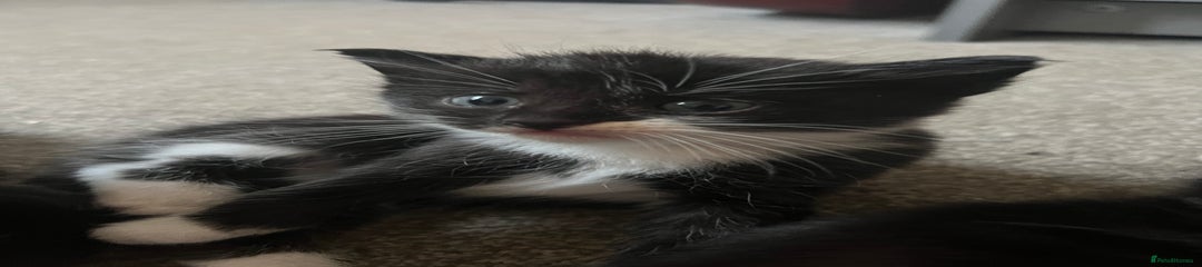 Mixed Breed Kitten 3