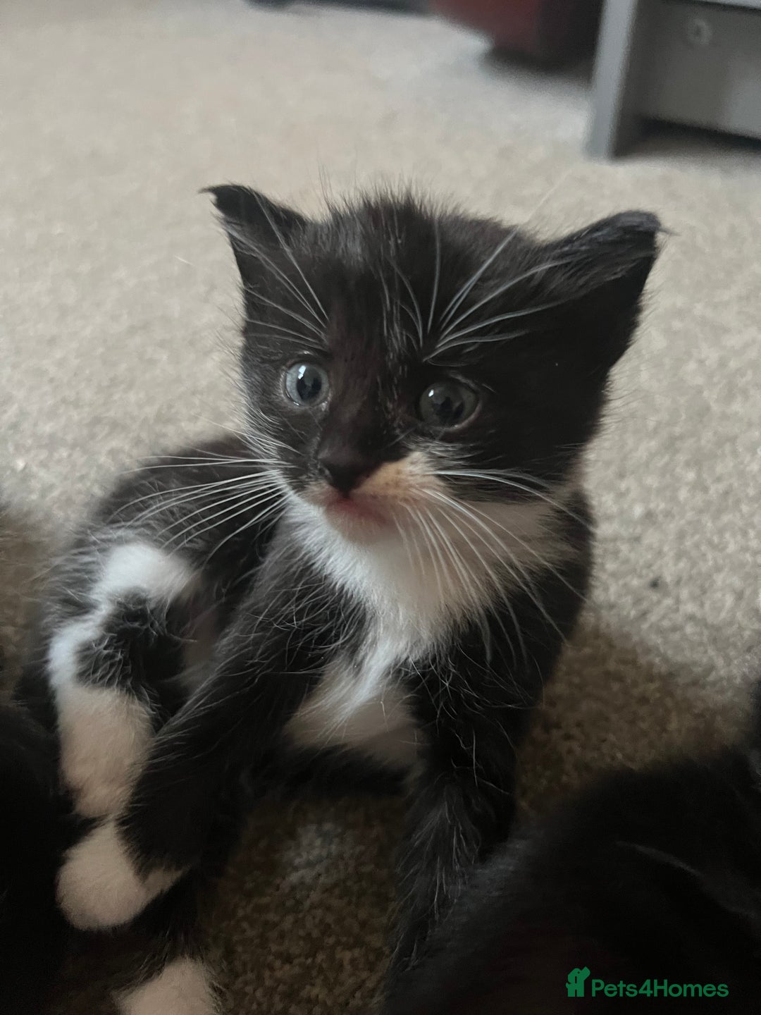 Mixed Breed cats for sale: Black and white Mixed breed kittens - Image 4