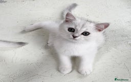 British Shorthair cats for sale: BSH BLACK TIPPED KITTENS GCCF REGISTERED  - Image 5