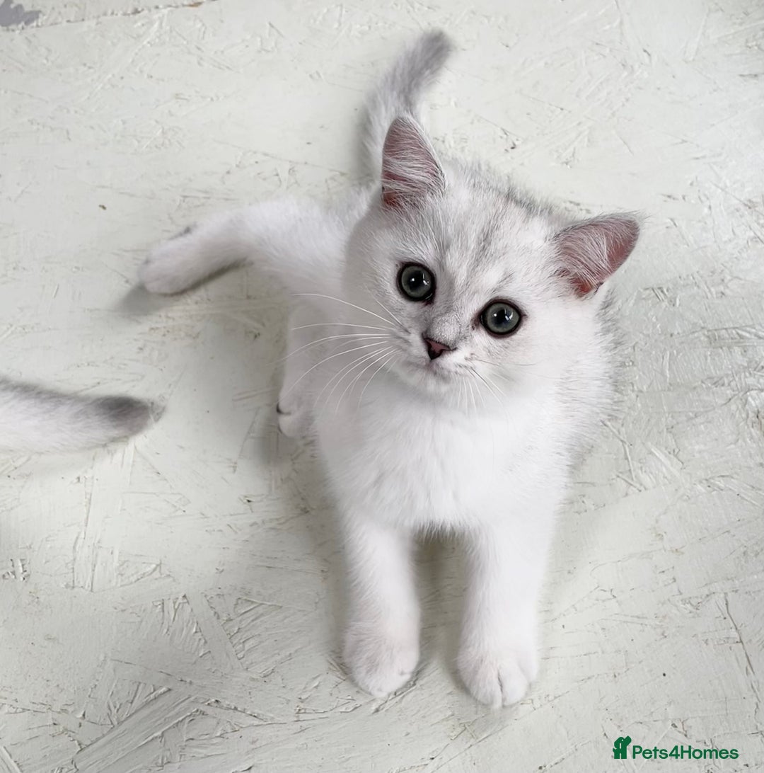 British Shorthair cats for sale: BSH BLACK TIPPED KITTENS GCCF REGISTERED  - Image 5