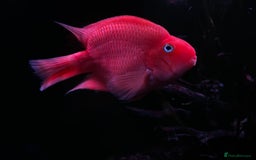 Cichlids fish for sale: Parrot Fish - Image 1