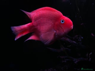 Cichlids fish - Advert 1