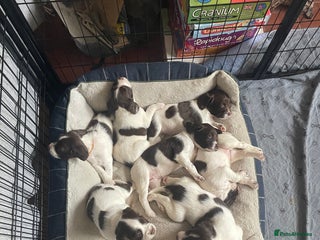 English Springer Spaniel dogs - Advert 8