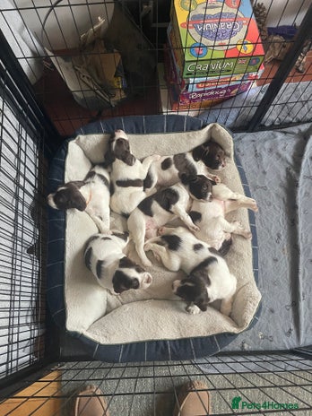 English Springer Spaniel dogs - Advert 12