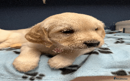 Golden Retriever dogs for sale: 🐶 Gorgeous Chunky Golden Retriever Puppies 🐶 - Advert 14