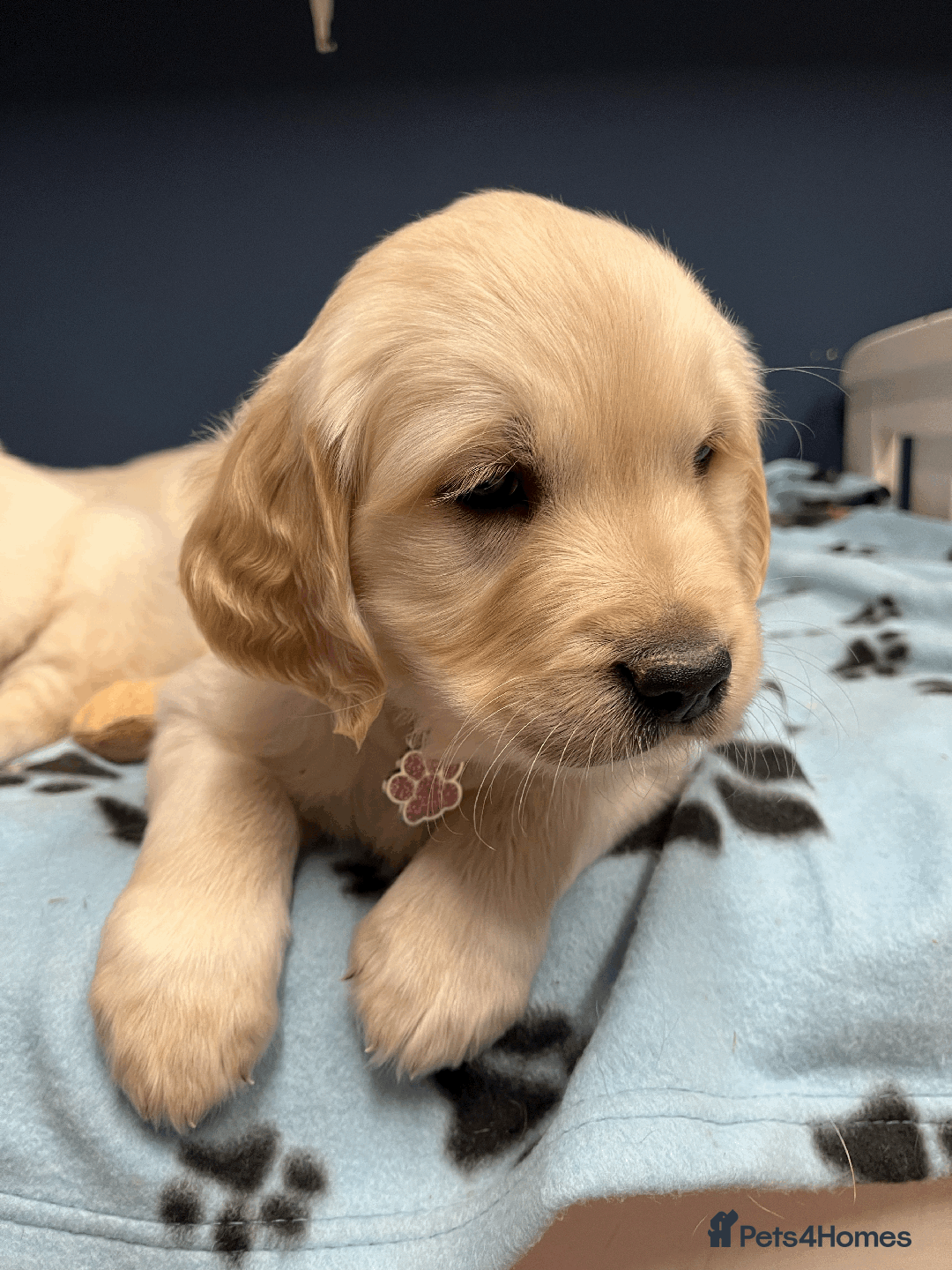 Golden Retriever dogs for sale: 🐶 Gorgeous Chunky Golden Retriever Puppies 🐶 - Advert 14