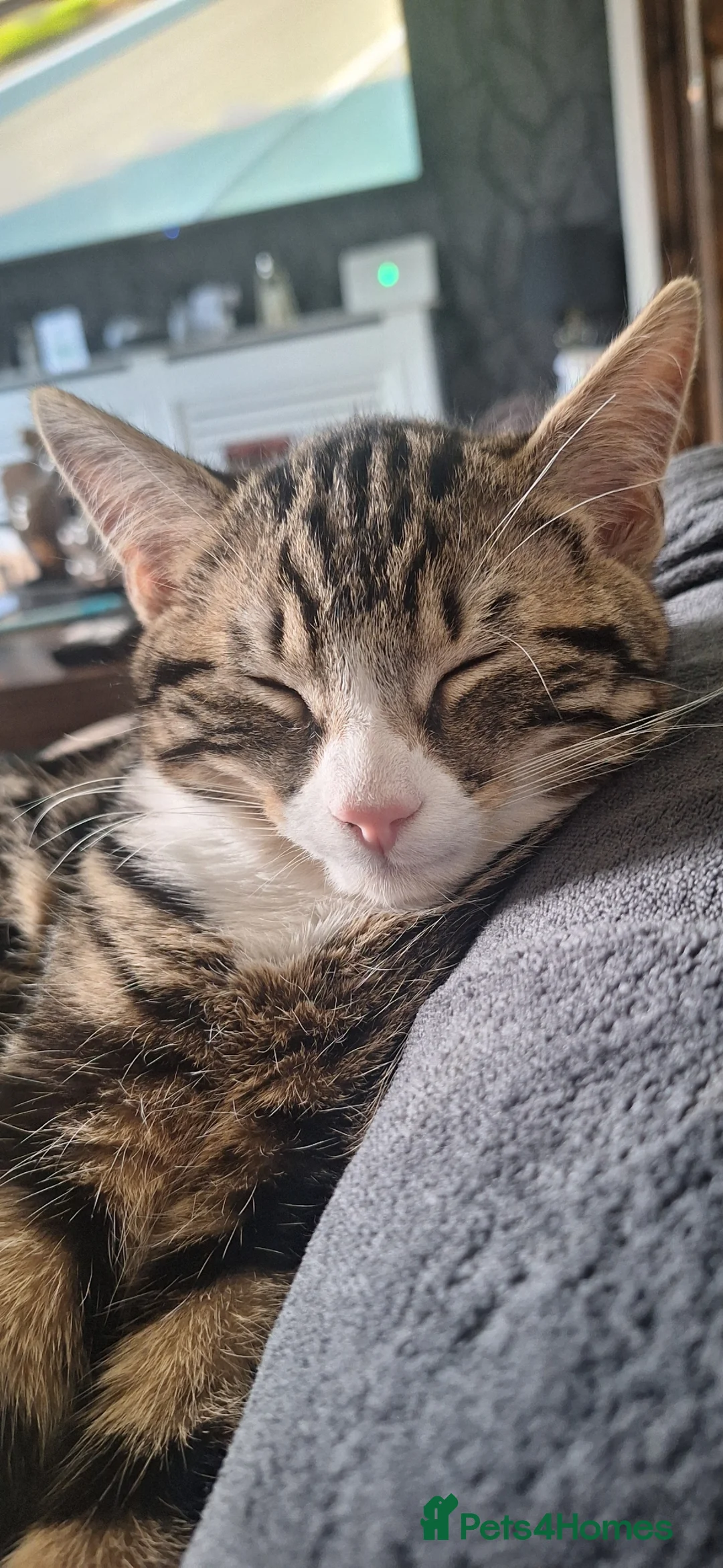 Mixed Breed cats for sale: Minnie and Stanley  in Poulton-le-Fylde - Advert 2
