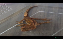Gecko reptiles for sale: Baby crested gecko  - Image 4