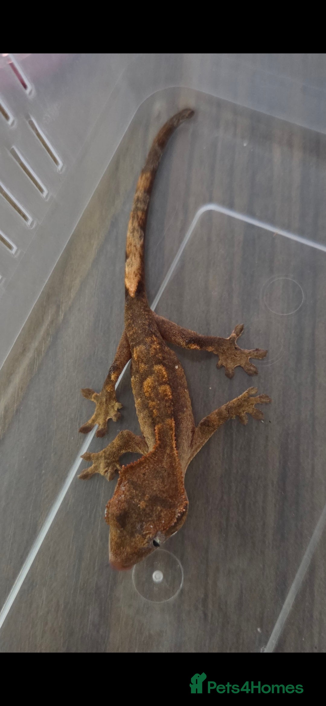 Gecko reptiles for sale: Baby crested gecko  - Image 4