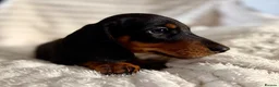 Miniature Dachshund dogs for sale: Miniature dachshund puppies  - Advert 22