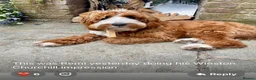 Cockapoo dogs for sale: NOW READY. 3 REMAINING HEALTH CHECKED COCKAPOOS  - Advert 11