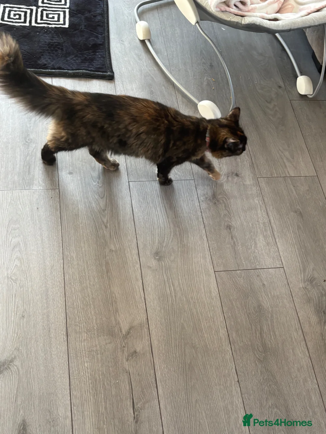 Mixed Breed cats for sale: Kitten for sale - Advert 2