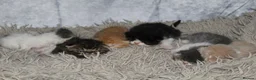 Persian cats for sale: Beautiful Persian kittens in Doncaster - Advert 6