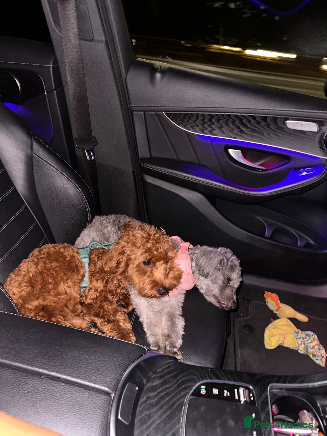 Mixed Breed dogs for sale: Puppies looking for a loving family  - Image 11