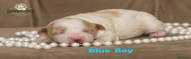 Mixed Breed Puppy 1
