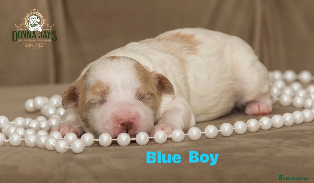 Mixed Breed dogs for sale: DonnaJays something special Cavashihpoo 🌟🌟🌟🌟🌟 - Advert 13