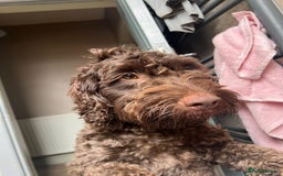 Cockapoo dogs for sale: 2 Year old Chocolate boy for rehoming - Image 8