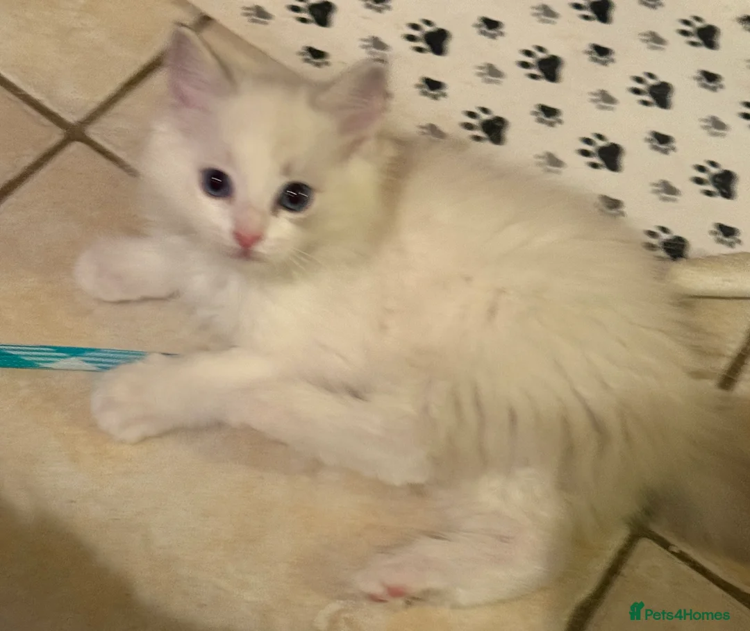Ragdoll cats for sale: Ragdoll kittens READY NOW - Advert 4
